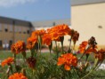 /album/macro/flor-laranja-jpg/